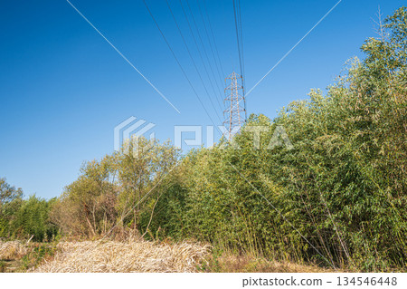 京都桂川沿岸的竹林 京都桂川沿岸的竹林 134546448