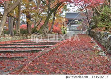 Bishamon-do Temple: Yakuimon Gate surrounded by maple trees (Yamashina Ward, Kyoto City) Bishamon-do Temple: Yakuimon Gate surrounded by maple trees (Yamashina Ward, Kyoto City) 134546494