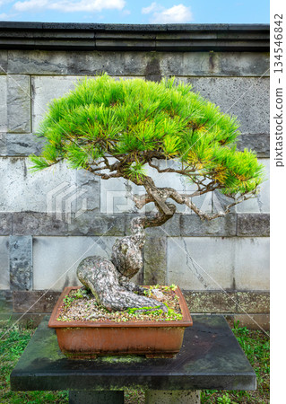 Jeju Island Art Land Fountain Park 134546842