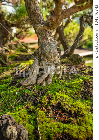Harmony of bonsai and moss 134546843
