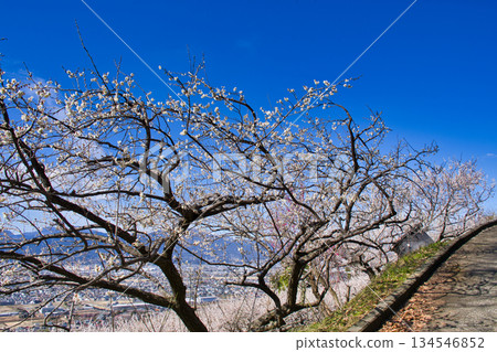 [Kanagawa Prefecture] Plum blossoms blooming in the hills of Soga 134546852