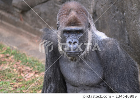 大猩猩想知道非洲叢林裡發生了什麼異常天氣。 大猩猩想知道非洲叢林裡發生了什麼異常天氣。 134546999