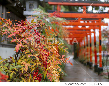 Scenery of rain-soaked nandina and torii gates at a shrine 134547208