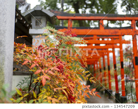 Scenery of rain-soaked nandina and torii gates at a shrine Scenery of rain-soaked nandina and torii gates at a shrine 134547209