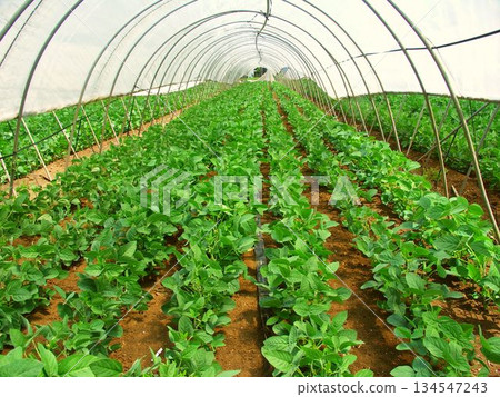 Greenhouse edamame field scenery on an early summer morning 134547243