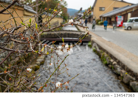 [Important Preservation District for Groups of Traditional Buildings] Kamigamo, Myojin River and Plum Blossoms in Spring 1, Kita Ward, Kyoto City, Kyoto Prefecture 134547363