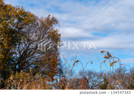 Dead leaves and blue sky Dead leaves and blue sky 134547383