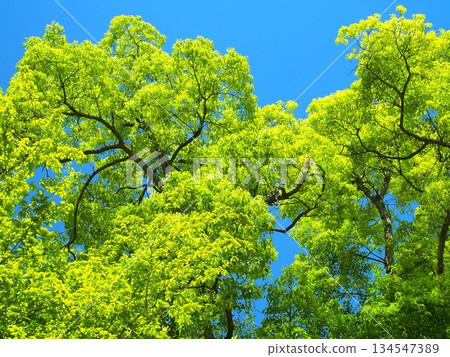 Camphor trees and blue sky in a park in early summer 134547389