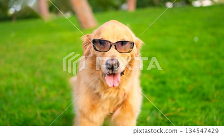 Golden retriever dog wearing sunglasses enjoying park grass Golden retriever dog wearing sunglasses enjoying park grass 134547429