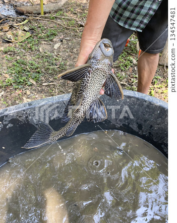 Hand Holding Sucker minnow Fish Upside Down Showing Mouth and Teeth Structure. Sucker minnows, an invasive non-native fish species, invading fish farming ponds. 134547481