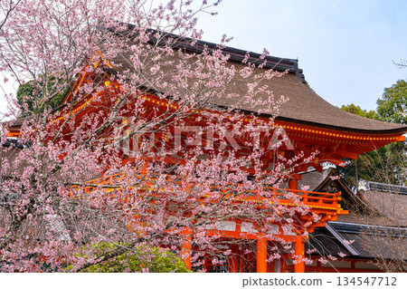 [World Heritage Site: Cultural Assets of Ancient Kyoto] [Ichinomiya Shrine of Yamashiro Province] Kamigamo Shrine, Cherry Blossoms and Tower Gate, Kita Ward, Kyoto City, Kyoto Prefecture 134547712