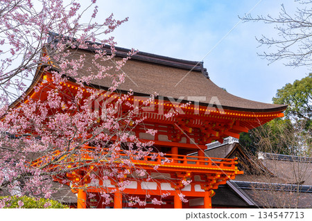[World Heritage Site: Cultural Assets of Ancient Kyoto] [Ichinomiya Shrine of Yamashiro Province] Kamigamo Shrine, Cherry Blossoms and Tower Gate, Kita Ward, Kyoto City, Kyoto Prefecture 134547713