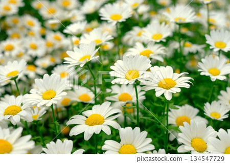 盛開的北極花 134547729