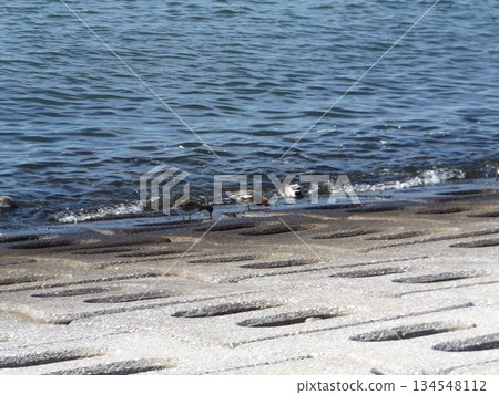 冬季候鳥,赤頸鴨,在凱米加瓦濱河岸邊覓食 冬季候鳥,赤頸鴨,在凱米加瓦濱河岸邊覓食 134548112