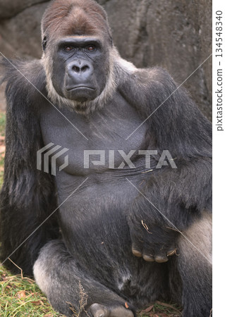 一張大猩猩的肖像,它的鼻子呈心形凸起。 一張大猩猩的肖像,它的鼻子呈心形凸起。 134548340