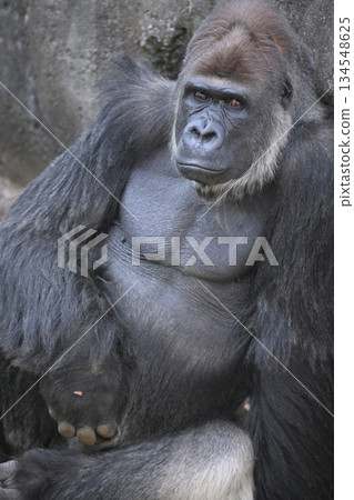 一幅大猩猩倚靠在牆上的肖像畫，畫中大猩猩說：“我也能擺出這個姿勢。” 134548625