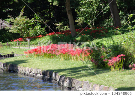 Red spider lilies blooming along the pond at Koishikawa Korakuen Garden, a Japanese garden decorated with autumn red flowers 134548905