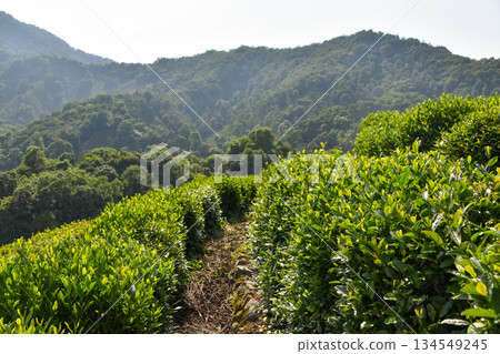 A pathway through the Longjing Tea terraces in Hangzhou A pathway through the Longjing Tea terraces in Hangzhou 134549245