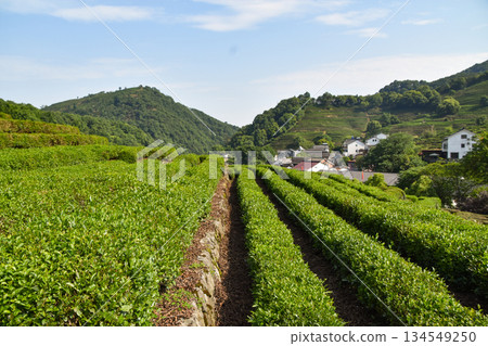 Verdant green frields of the Longjing Tea terrace in Hangzhou, China Verdant green frields of the Longjing Tea terrace in Hangzhou, China 134549250