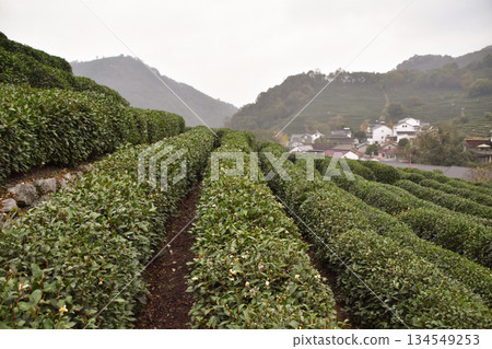 Tea Terraces at Hangzhou in China Tea Terraces at Hangzhou in China 134549253