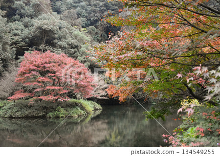 Autumn Trees Next to a Lake in Full Colour in Hangzhou, China Autumn Trees Next to a Lake in Full Colour in Hangzhou, China 134549255