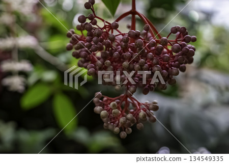 梅迪納拉的果實 梅迪納拉的果實 134549335