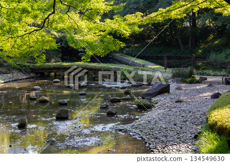 小石川後樂園的溪流和踏腳石。這是一座美麗的日式庭園,綠樹成蔭,陽光透過樹葉灑下斑駁的光影。 小石川後樂園的溪流和踏腳石。這是一座美麗的日式庭園,綠樹成蔭,陽光透過樹葉灑下斑駁的光影。 134549630