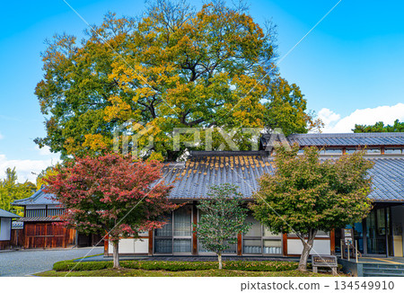 京都御所觀音宮遺址的秋景 京都御所觀音宮遺址的秋景 134549910