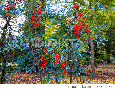 Nandina at the ruins of Kan'in Palace, Kyoto Imperial Palace 134549962