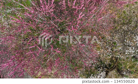 <Aerial view> Pink plum blossoms in full bloom 134550020