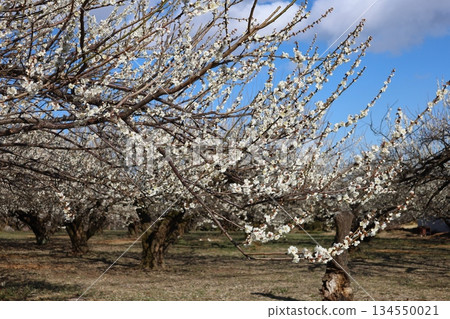 white plum blossom white plum blossom 134550021