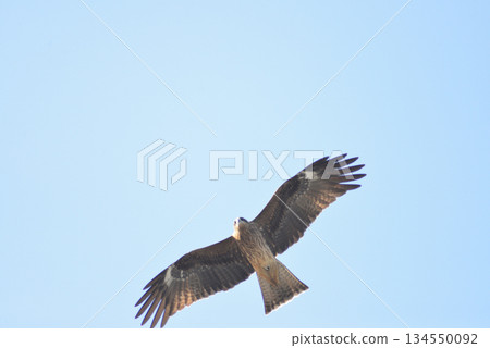 Birds flying in the sky Birds flying in the sky 134550092