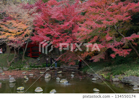 小石川後樂園的秋葉和朱紅色的橋,構成了一幅美麗的秋季日式庭園景象,園內有池塘和汀步。 小石川後樂園的秋葉和朱紅色的橋,構成了一幅美麗的秋季日式庭園景象,園內有池塘和汀步。 134550174