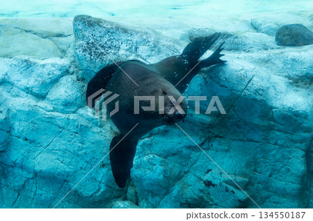 African fur seals swimming in the tank African fur seals swimming in the tank 134550187