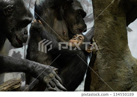 小黑猩猩緊緊依偎在母親身邊 134550189