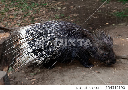 Porcupine walking on the ground 134550190