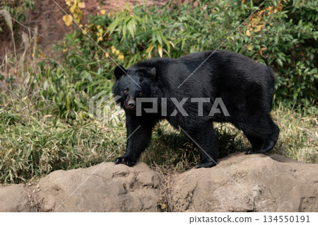 Japanese black bear standing on a rock 134550191