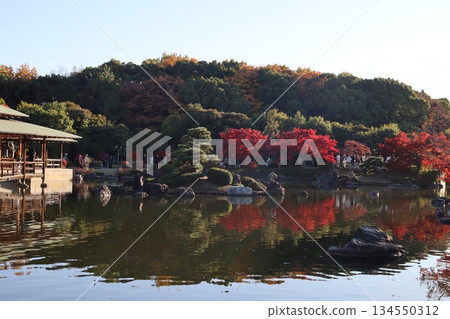 Daisen Park, Sakai City, Japanese Garden, Park, Autumn Foliage Spot, Autumn Foliage Viewing, Sakai Citizens, Pre-wedding Photo Shoot 134550312