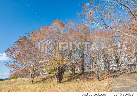 京都桂川岸邊,冬天光禿禿的樹木靜靜佇立。 京都桂川岸邊,冬天光禿禿的樹木靜靜佇立。 134550498