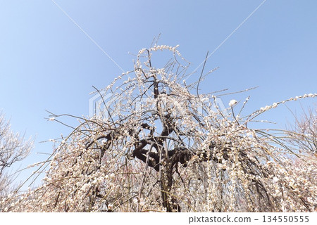 Tamagari分公司 134550555