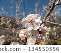 White plum 134550556