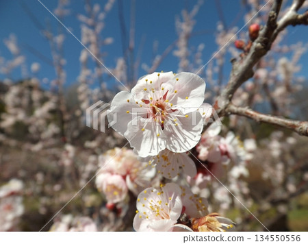 白梅 白梅 134550556