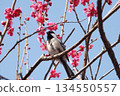 Great tit on red plum blossoms 134550557