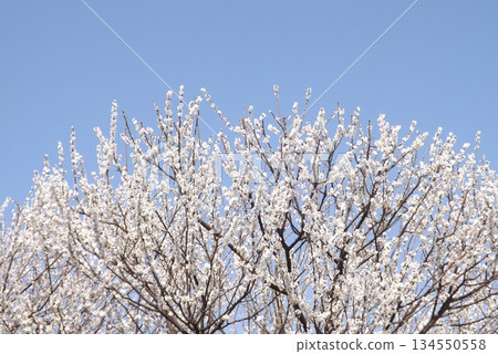 Shima Kaga 134550558