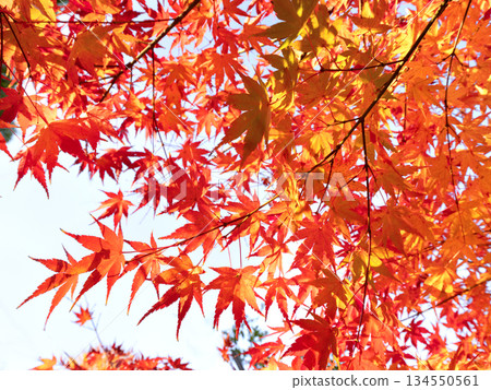 Maple tree with autumn leaves Maple tree with autumn leaves 134550561