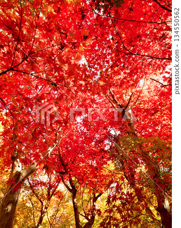 Maple tree with autumn leaves 134550562