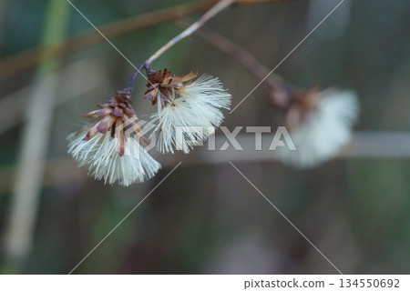 Koyabouki fluff (seeds) 134550692