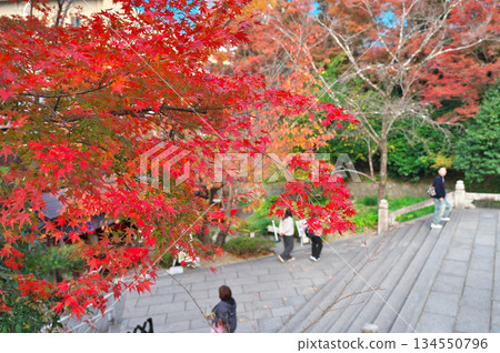Autumn leaves of Kiyomizudera 134550796