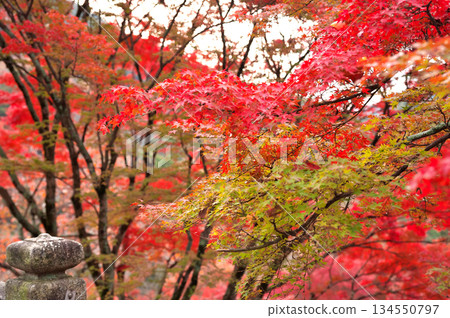 Kiyomizudera秋葉 Kiyomizudera秋葉 134550797