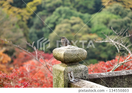 Kiyomizudera秋葉 Kiyomizudera秋葉 134550803